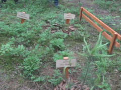 Na Zlataru niče pet novih mini-botaničkih bašta