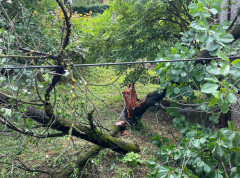 U Karlovcu nevreme rušilo stabla i telefonske stubove
