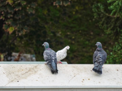 Do ponedeljka toplotni talas iznad većeg dela Srbije, na jugu i istoku do 40 stepeni
