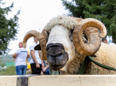 U Pričeviću kod Valjeva održana 17. Ovčarska izložba i 6. Festival jagnjećeg pečenja