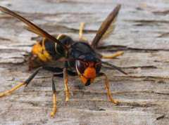 U Hrvatskoj muškarca usmrtili stršljeni