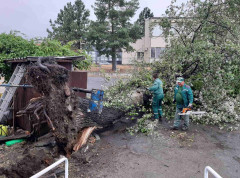 Smederevo pogodilo jako nevreme, padala stabla i grane, oštećena vozila